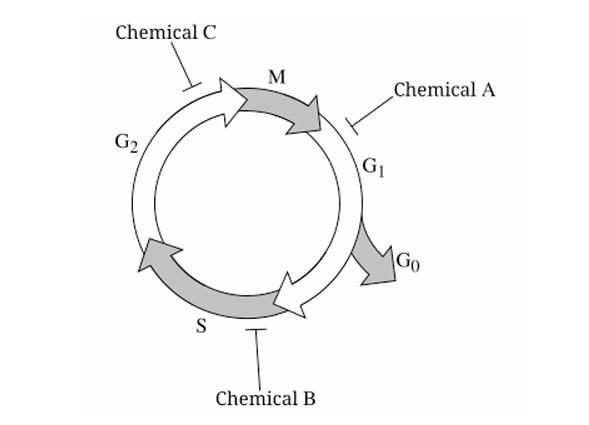 Figure 1: Eukaryotic cell cycle phases: G0, G1, S, G2, M. Perpendicular bars indicate block points: Chemical A at G1/S, Chemical B within S phase, Chemical C at G2/M transition.